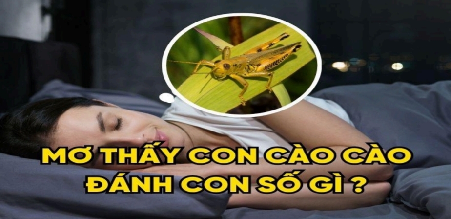 Mơ Thấy Cào Cào Đánh Con Số Gì? Ý Nghĩa Tâm Linh Cần Biết