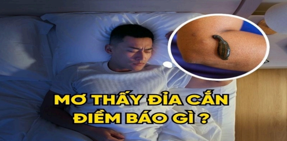 Mơ thấy đỉa cắn điềm báo gì ? Bật mí các con số nên đánh