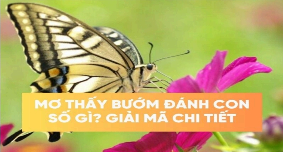 Mơ Thấy Bướm Đánh Con Số Gì?